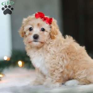 Reese, Havapoo Puppy